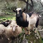 Farm stay Turismo Rurale L'Agliuledda *