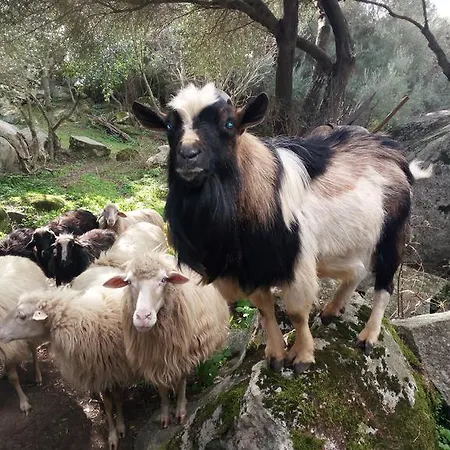 Alloggio per agriturismo Turismo Rurale L'agliuledda *